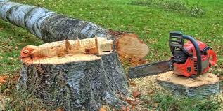 Best Tree Health Inspection  in Mequon, WI