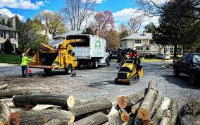 Best Tree Maintenance Programs  in Mequon, WI
