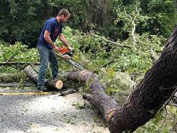 Best Tree Risk Assessment  in Mequon, WI
