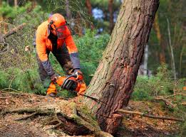 Best Tree Removal  in Mequon, WI