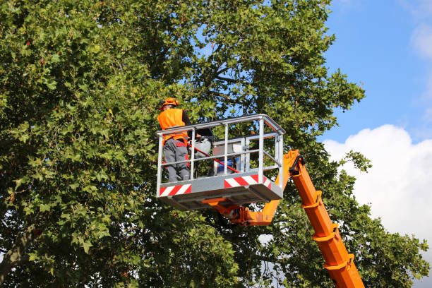 Best Seasonal Cleanup (Spring/Fall)  in Mequon, WI