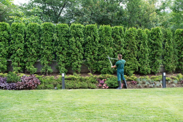 Best Arborist Consultation Services  in Mequon, WI