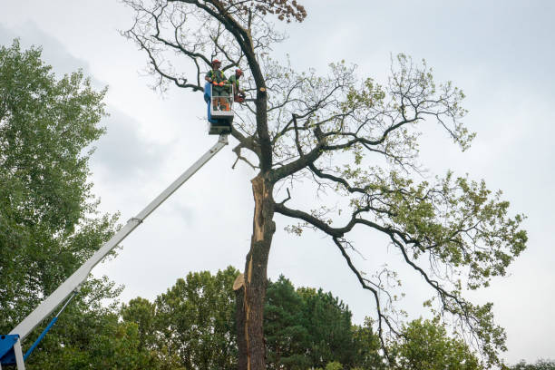 Best Tree Health Inspection  in Mequon, WI