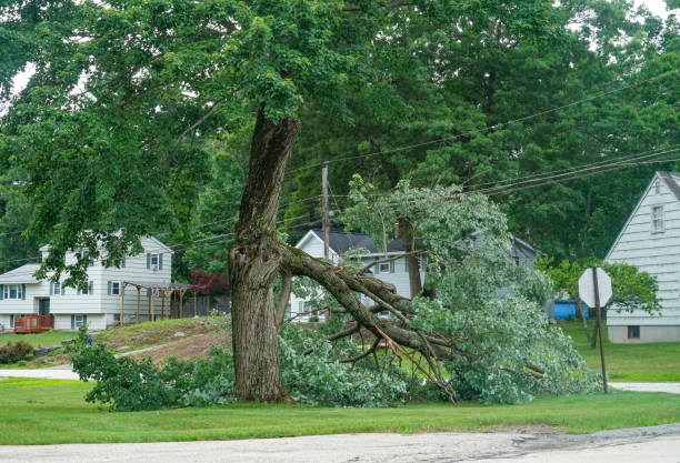 How Our Tree Care Process Works  in  Mequon, WI