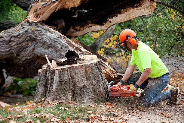 Best Root Management and Removal  in Mequon, WI