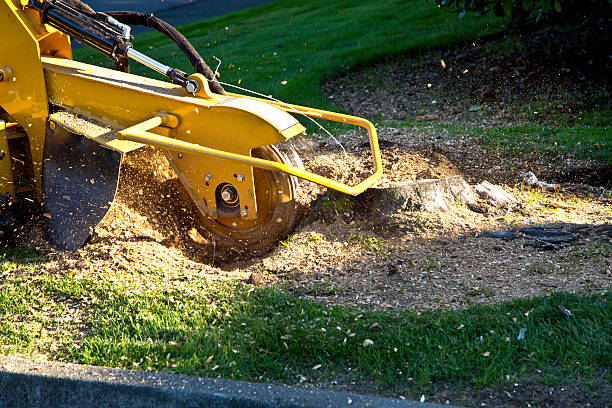 Best Root Management and Removal  in Mequon, WI