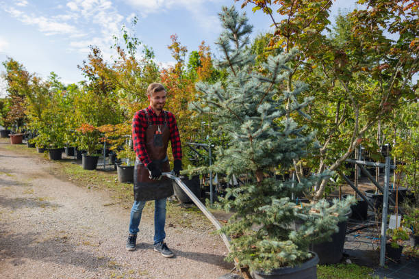 Best Tree Maintenance Programs  in Mequon, WI