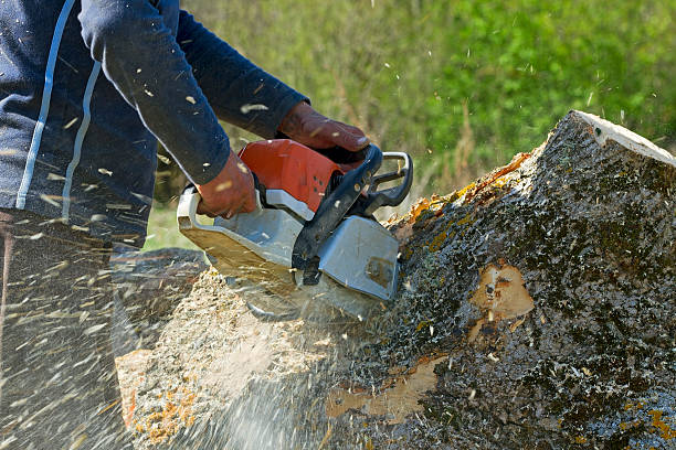 Lawn Drainage Solutions in Mequon, WI