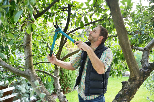 Best Tree Cabling and Bracing  in Mequon, WI